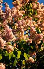 selective focus. bushes of blooming lilac in sunlight, on a blurred background of trees and sky
