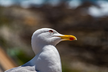 seagull on the beach