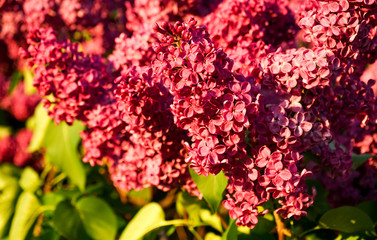 selective focus. bright pink flowers blooming lilac in sunlight, on a blurred background of trees and sky