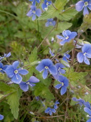 Blue wildflowers growing in a meadow in spring