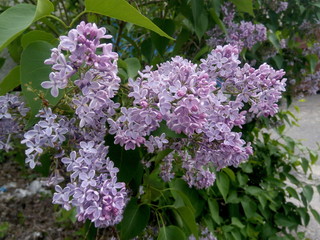 Bunches of lilacs in the spring in the home garden
