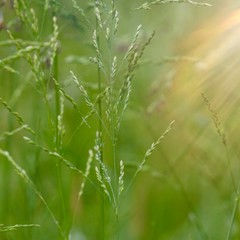 green flower plant in summer in the nature, green plants in the garden