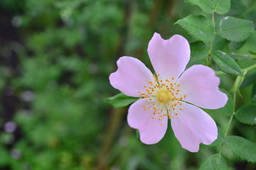 flower in the garden