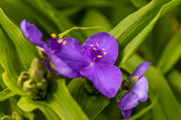 close up of a Widows Tears blossom in the garden