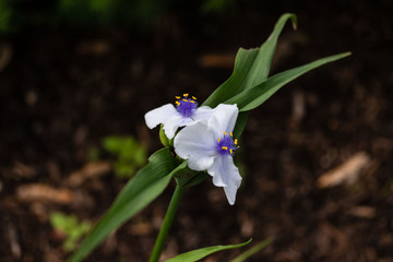 close up of a white Widows Tears blossom in the garden