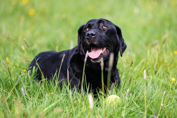 Black labrador retriever playing with a ball