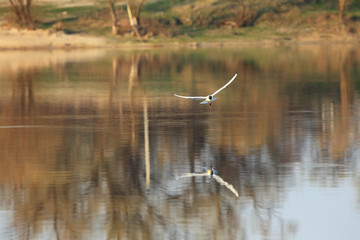 Obraz na płótnie Canvas Flying gull