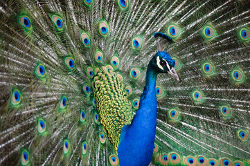 Fototapeta na wymiar Blue male peacock in a natural Park with feathers out