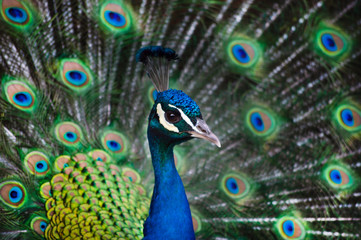 Fototapeta na wymiar Foreground portrait blue male peacock with feathers out