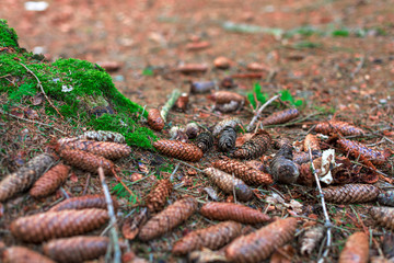 Fir tree cones on the ground in the forest