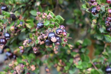 Fruta del Array&aacute;n