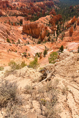 landscape on the bryce canyon in the united states of america