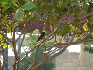 bird on a branch