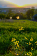 Obraz premium Sunset over the wild fields