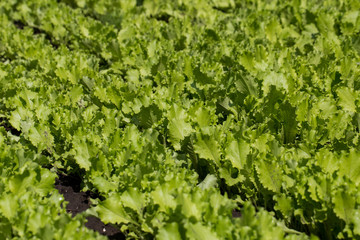 Leaves of young lettuce on the ground. Rows of stripes.