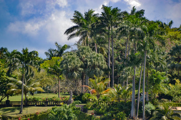 Fototapeta na wymiar Tropischer Regenwald - Karibik palmen