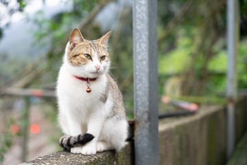 Obraz premium Portrait Cute cat sitting in front of the house Is a cute pet and good habits