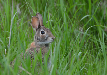 Cottontail Rabbit