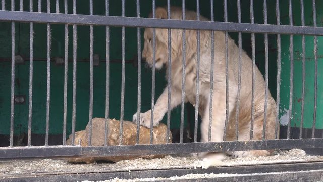 A lion in a cage of mobile zoo. Animals have to endure a cold winter in the North
