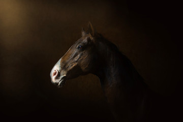Fototapeta na wymiar horse on dark background