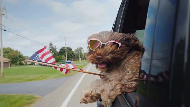 Funny Dog with the American flag looks out of the window of the car. 4th of july and independence day in usa concept