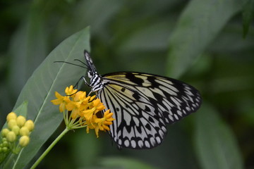 Schmetterling in der Wilhelma in Stuttgart