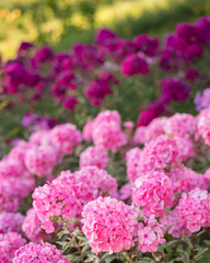 Pink phlox flowers grow in the garden