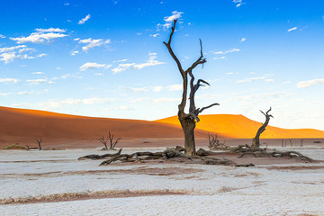 Deadvlei im Namib-Naukluft-Nationalpark, Namibia