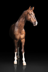 Brown akhalteke horse with white line on face and white legs stands  on dark background