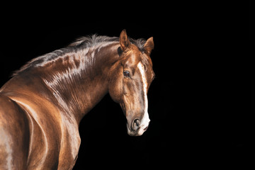 Fototapeta na wymiar portrait of a brown akhal-take with white line on the face horse