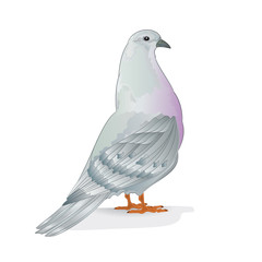 Breeding bird white pigeon  domestic breeds sports bird on white background vintage   vector  animals illustration for design editable hand draw