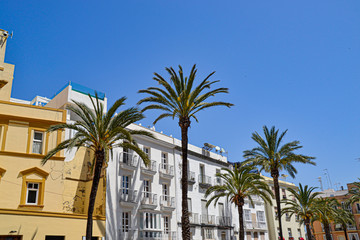 Fototapeta na wymiar Palmen in Cadiz (Spanien) 