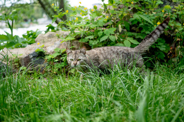 A cat in the grass near the stone looks at the camera