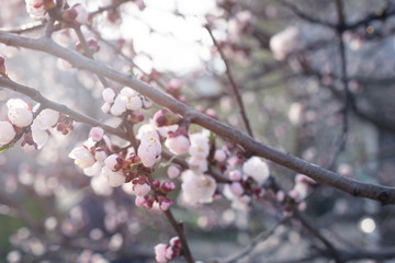 Spring floral background with blooming pink sakura cherry flowers blossom