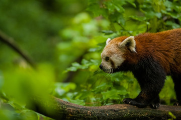 14.05.2019. Berlin, Germany. Zoo Tiagarden. The little red panda sits on branch licks and eats...