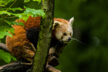 14.05.2019. Berlin, Germany. Zoo Tiagarden. The little red panda sits on branch licks and eats...