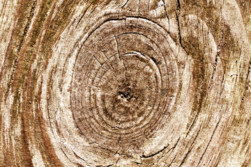 Brown wood tree knot background.