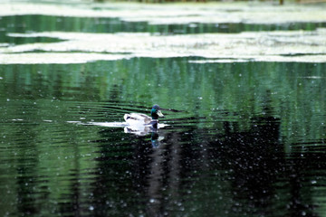 Cute ducks swim in the pond