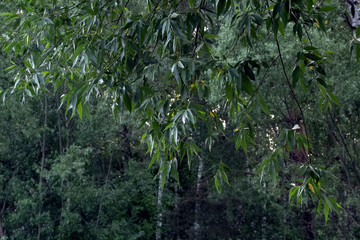 A beautiful bush creates a shadow for holidaymakers.