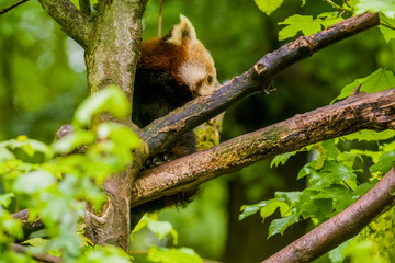 14.05.2019. Berlin, Germany. Zoo Tiagarden. The little red panda sits on branch licks and eats bamboo among greens. Rare and lovely animals.