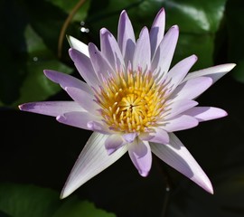 Lavender colored water lily close up  Thailand