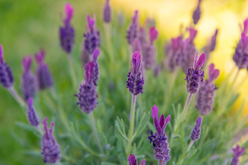lavendel im sonnenlicht
