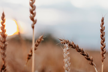 Wheat field in Russia on natural sunset background, close up