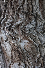 Textur Rinde Weide