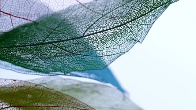 Background from skeleton tree leaf close up.