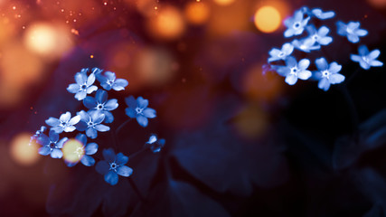 Floral background in neon color. Background macro grass, blurred bokeh, neon light. Nature fiery bokeh, night view of grass, moonlight. Abstraction, magic.