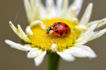 ladybug on a flower