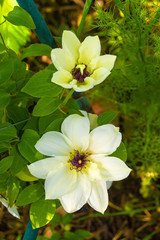 Two flowers on a white clematis plant in north east Italy