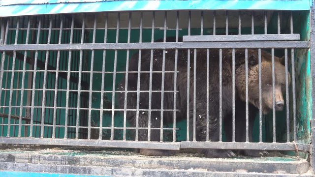 Brown bear in a cage of mobile zoo. Animals have to endure a cold winter in the North