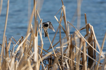 The White Wagtail in the reeds
